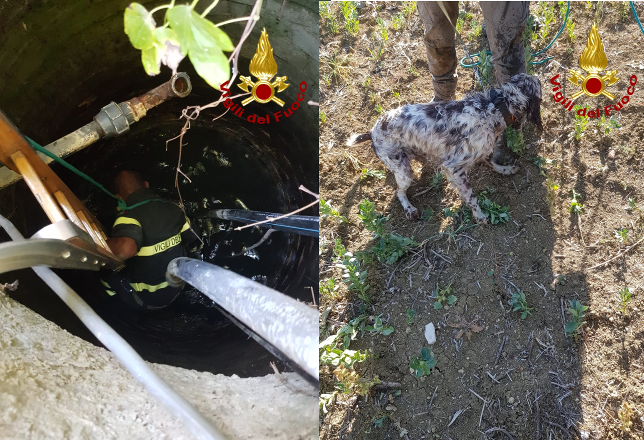 Cade in un pozzo, cane salvato dal 115
