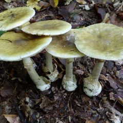 Terni, funghi velenosi: gravi due anziani