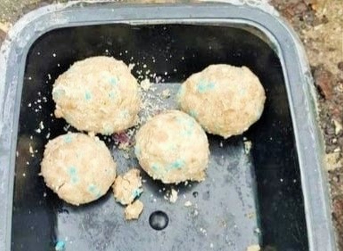 Stroncone, polpette per ‘sterminare’ i gatti umbriaON