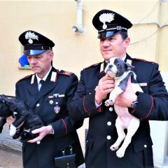 Carabinieri stroncano traffico di cuccioli