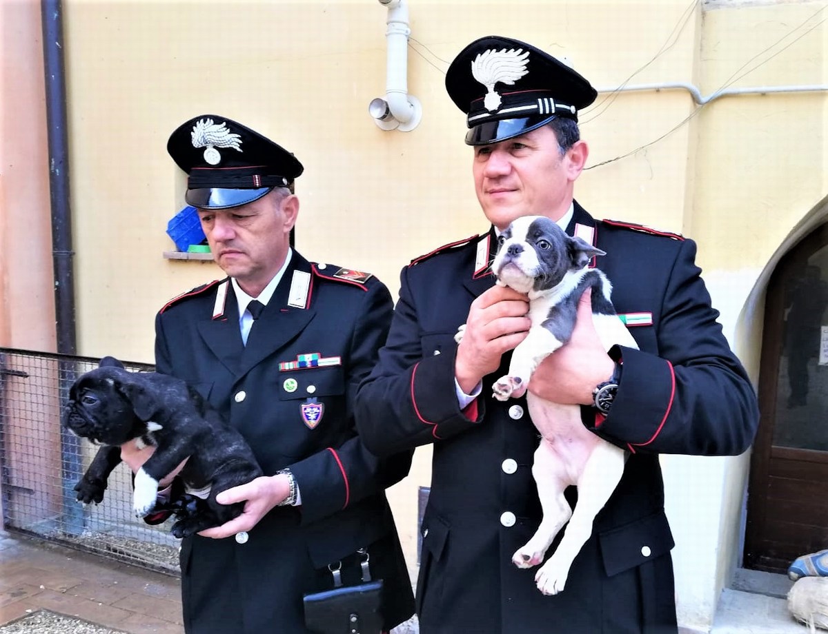 Carabinieri stroncano traffico di cuccioli