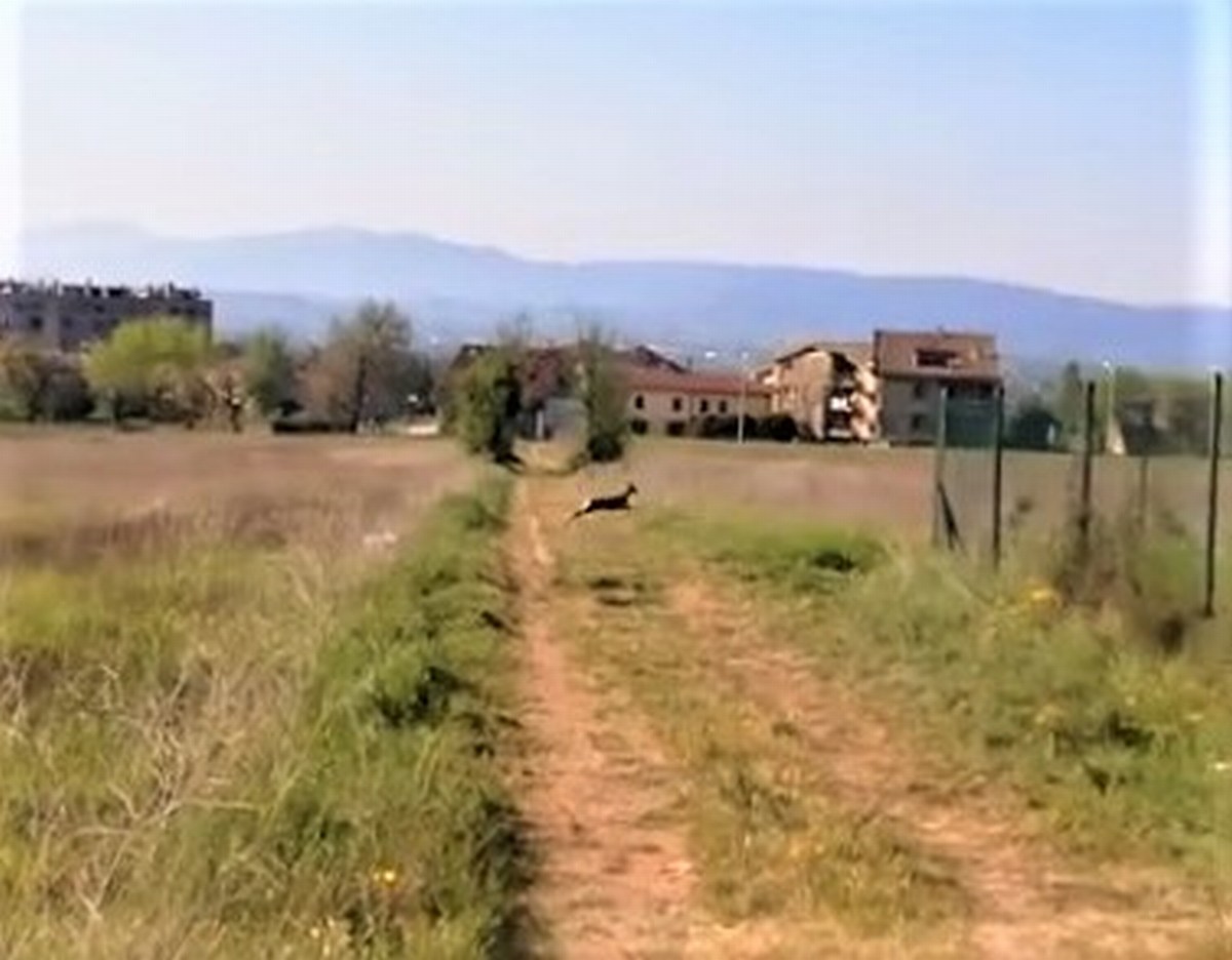 Terni, i balzi del capriolo fra Gabelletta e Campomaggiore