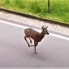 Terni, la strada dei turisti ora vede correre un capriolo