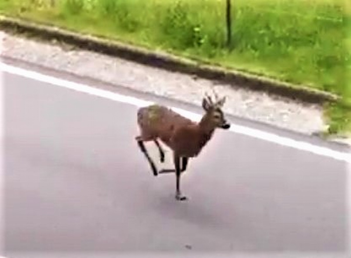 Terni, la strada dei turisti ora vede correre un capriolo