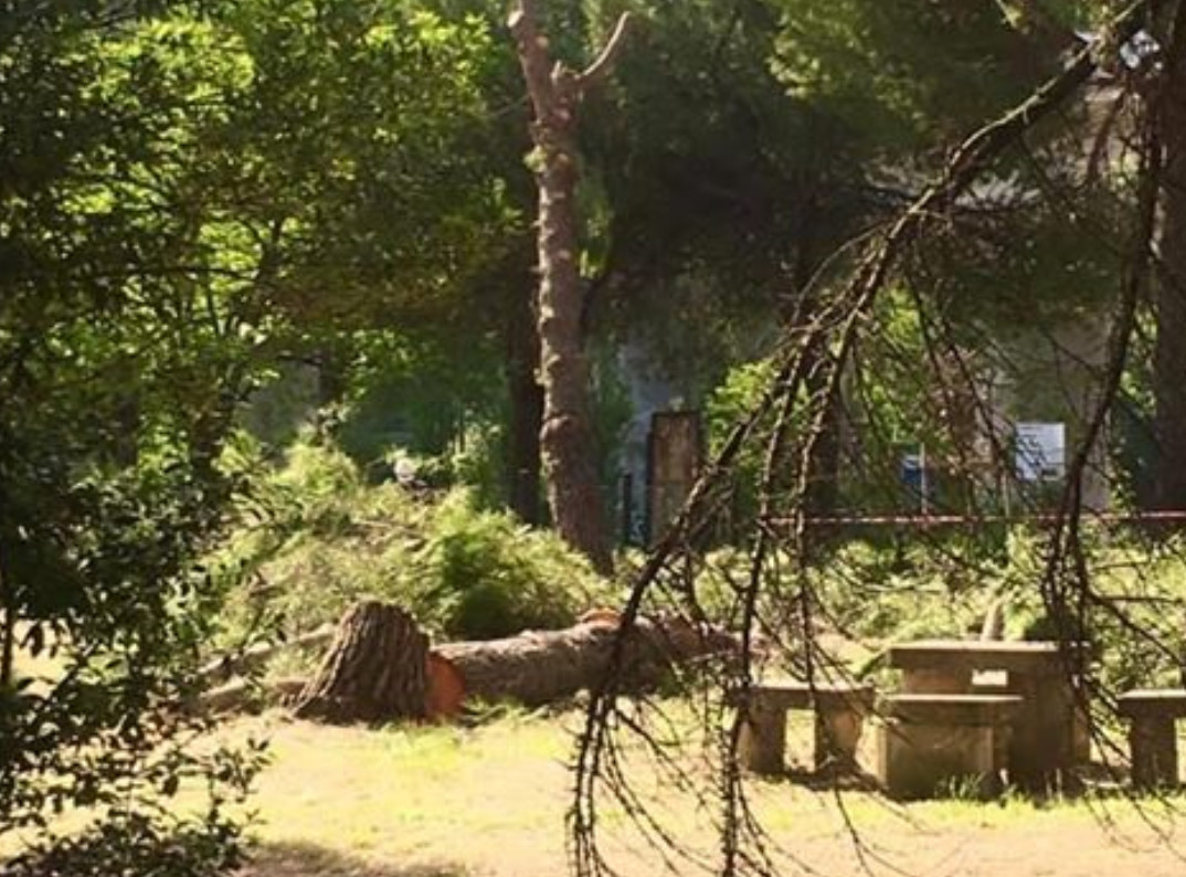 Perugia: abbattimento alberi e proteste