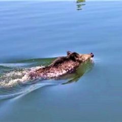 Piediluco, la ‘nuotata’ dei cinghiali – Video