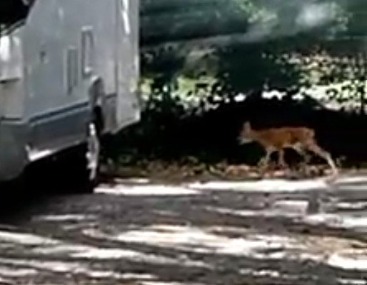 Marmore, tra i camper spunta un capriolo
