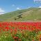 Fioritura Castelluccio, il piano di mobilità: auto, camper, divieti di sosta e navette