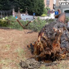 Video – Terni, pino cede e crolla lungo la strada: 115 in azione