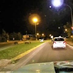 Video – Terni, cinghiali al ‘pascolo’ fra le auto
