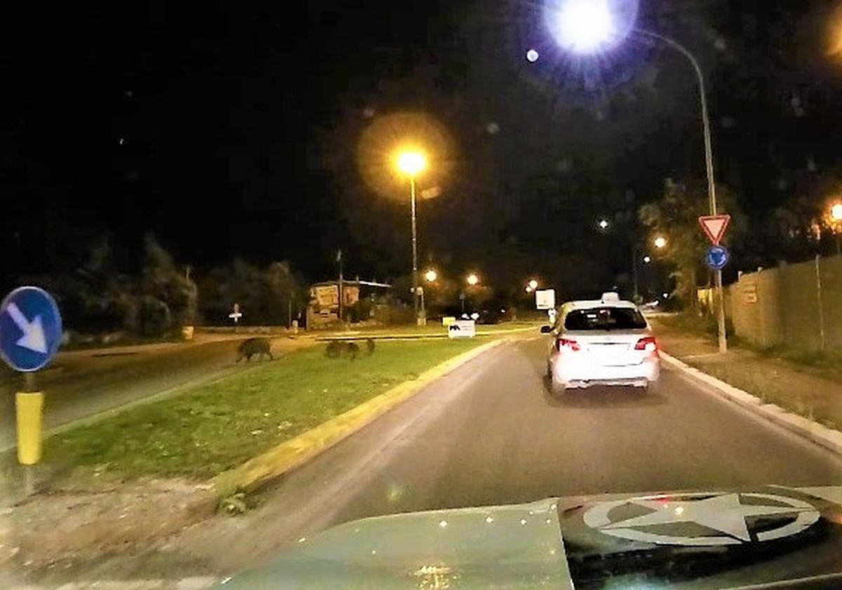 Video – Terni, cinghiali al ‘pascolo’ fra le auto
