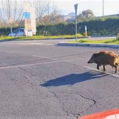 Terni, colpo di clacson per far spostare i cinghiali dalla strada