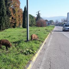 Problema cinghiali: approvate ‘regole’ per il trappolamento