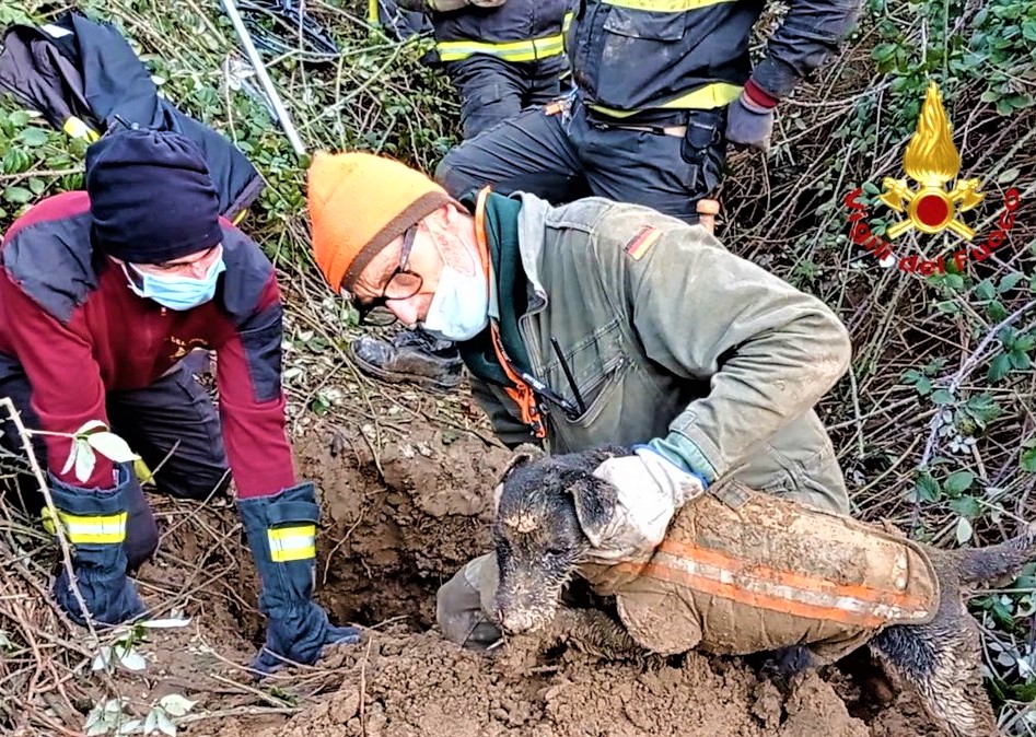 Insegue istrice e finisce in una buca: cane salvato dal 115