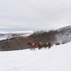Un ‘bruco’ recupera 50 cavalli bloccati nella neve a Norcia