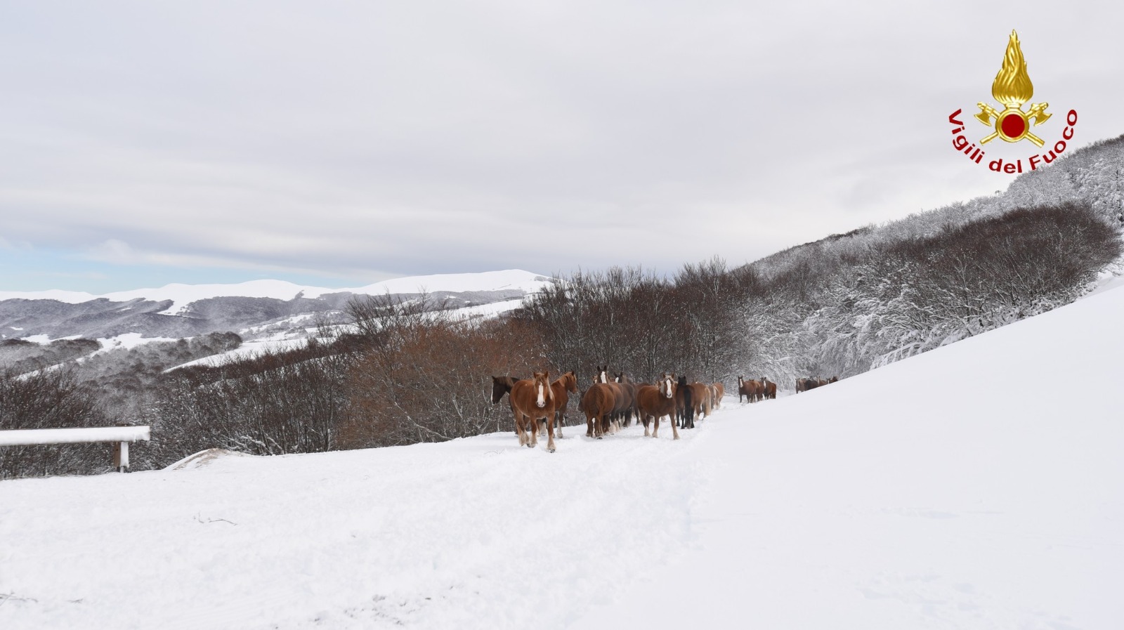Un ‘bruco’ recupera 50 cavalli bloccati nella neve a Norcia