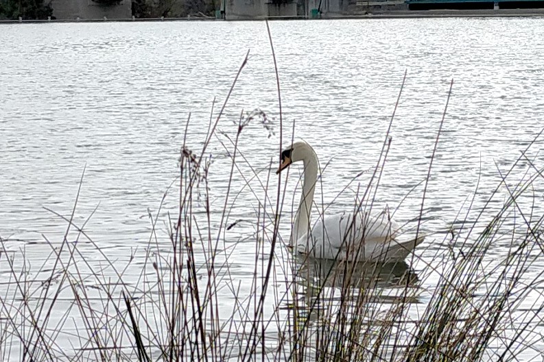 Il cigno del Tevere adottato dagli abitanti di Ponte San Giovanni