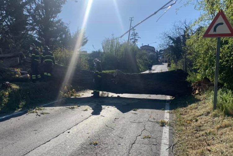 Perugia, crolla albero a San Girolamo: «Non è la prima volta»