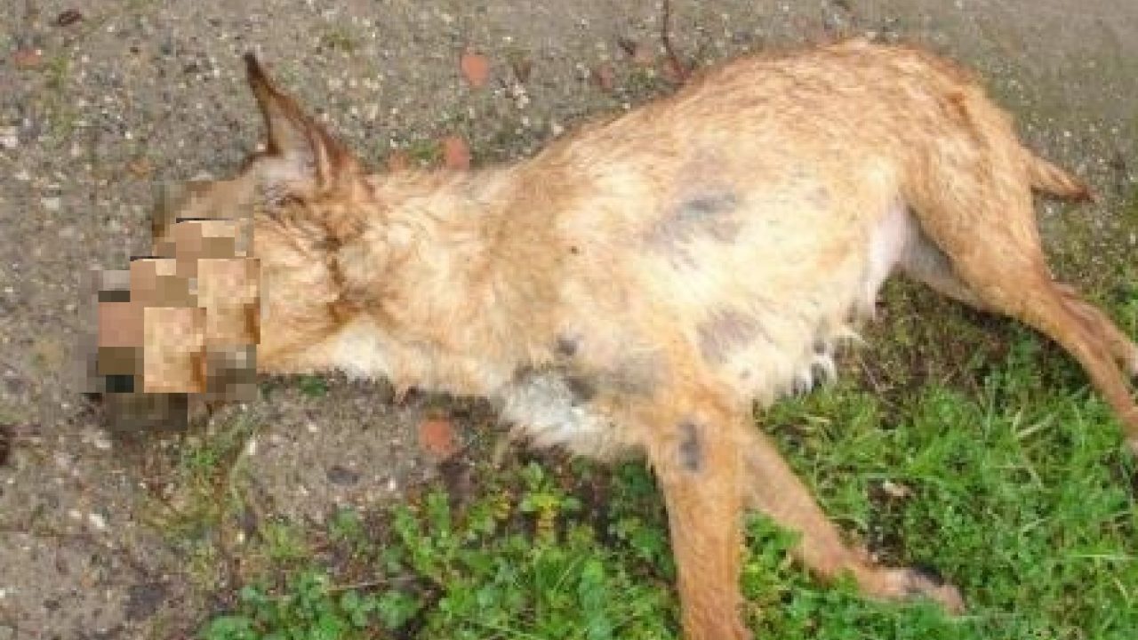 Tre cani avvelenati, psicosi a San Marco
