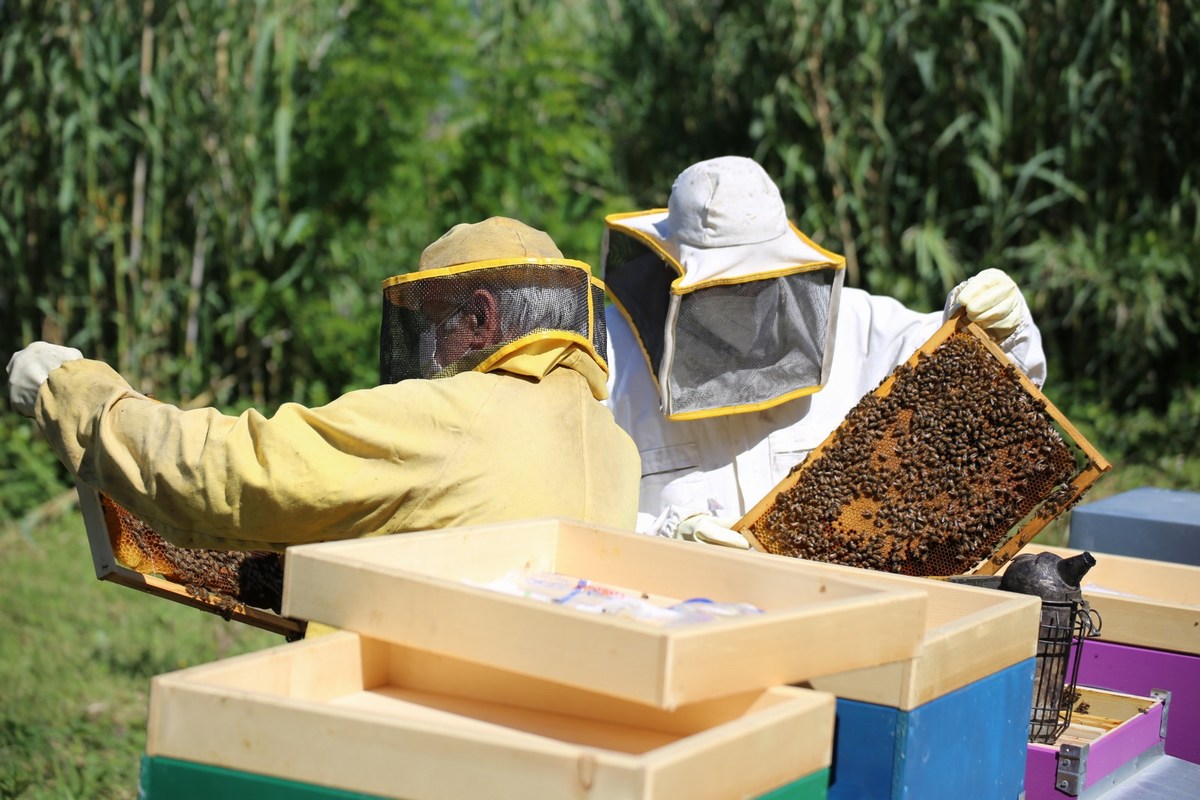 Le api dell’acciaieria si riproducono e aumentano di numero