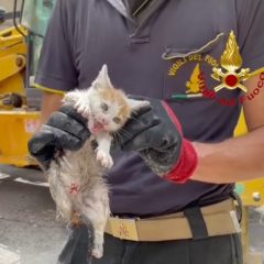 Gatto salvato dai vigili del fuoco dopo due giorni nel tombino