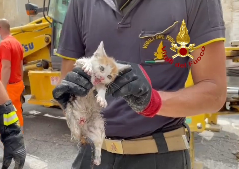 Gatto salvato dai vigili del fuoco dopo due giorni nel tombino