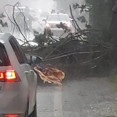 Albero di traverso, bloccata via Puccini