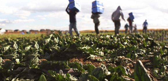 Un euro l’ora per lavorare nei campi: chiesto il processo per imprenditore agricolo
