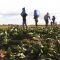 Un euro l’ora per lavorare nei campi: chiesto il processo per imprenditore agricolo