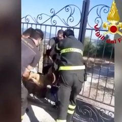 Capriolo intrappolato in un cancello salvato dai pompieri – Video