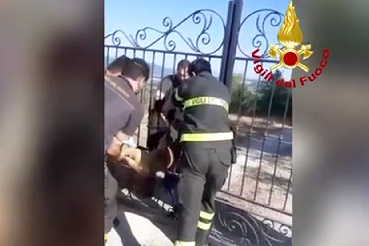 Capriolo intrappolato in un cancello salvato dai pompieri – Video
