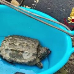 Narni, San Liberato: trovata una tartaruga azzannatrice nel lago