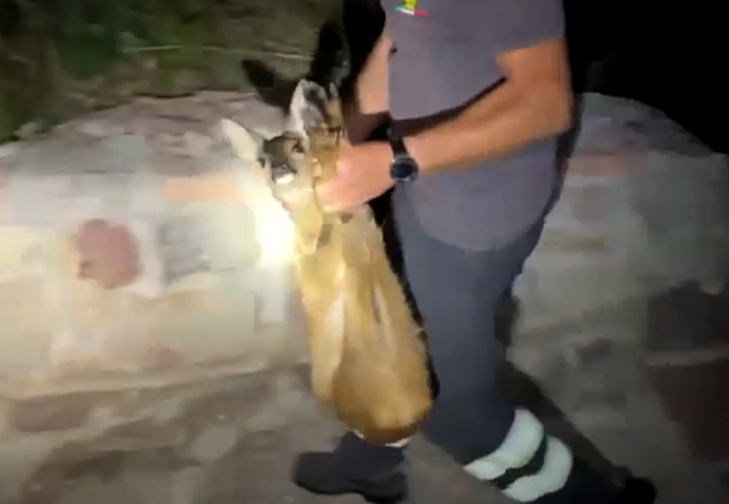 Capriolo intrappolato in un canneto salvato dai vigili del fuoco