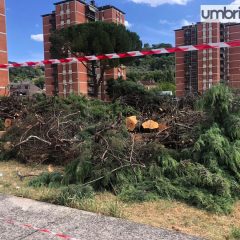 Terni, alberi abbattuti in via Turati: «Qualcuno ci spieghi»