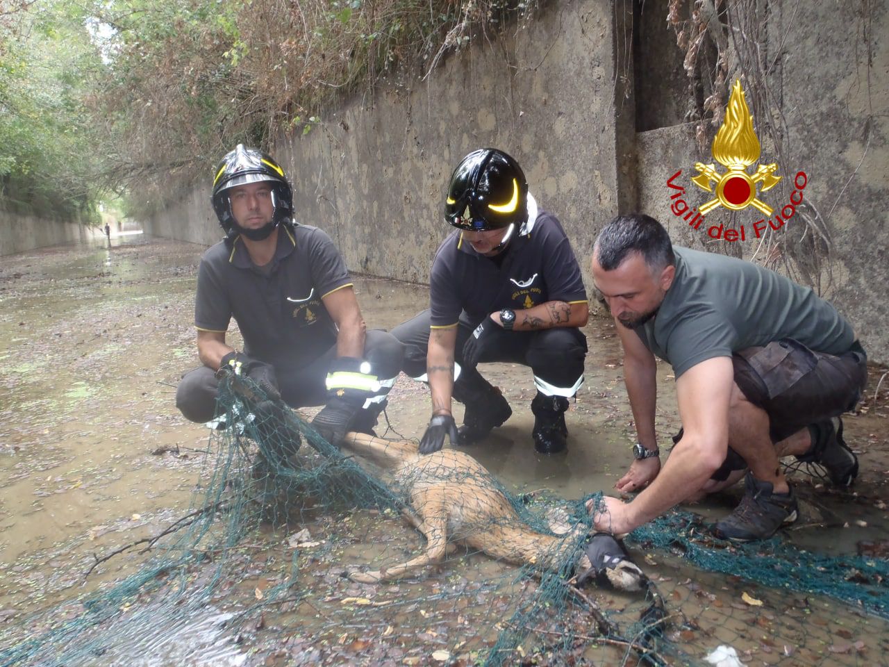 Todi, capriolo cade in canale artificiale: salvato dal 115