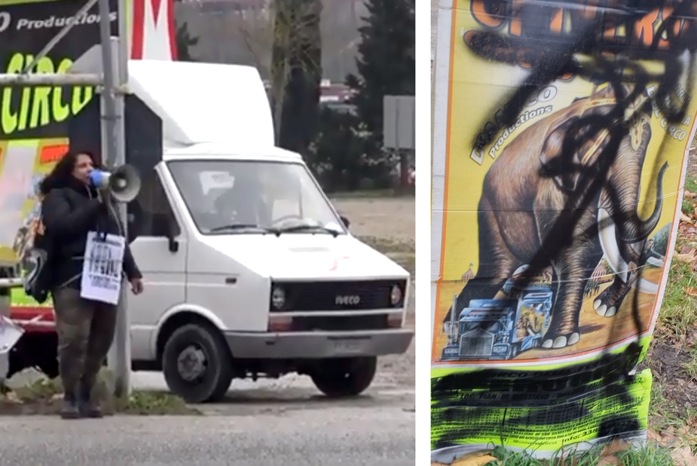 Circo con animali, la protesta dell’attivista. E il Comune di Perugia chiede controlli