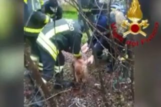 Cane cade nel tombino, 74enne prova a recuperarlo ma rimane incastrato: salvati