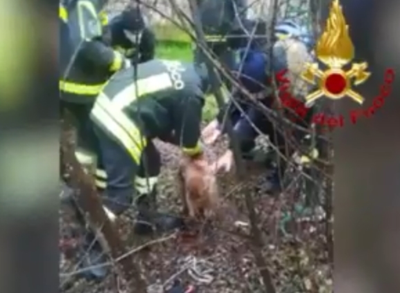Cane cade nel tombino, 74enne prova a recuperarlo ma rimane incastrato: salvati