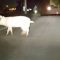 «C’è un maiale che gira in strada a Bastia». Salvato dalla polizia