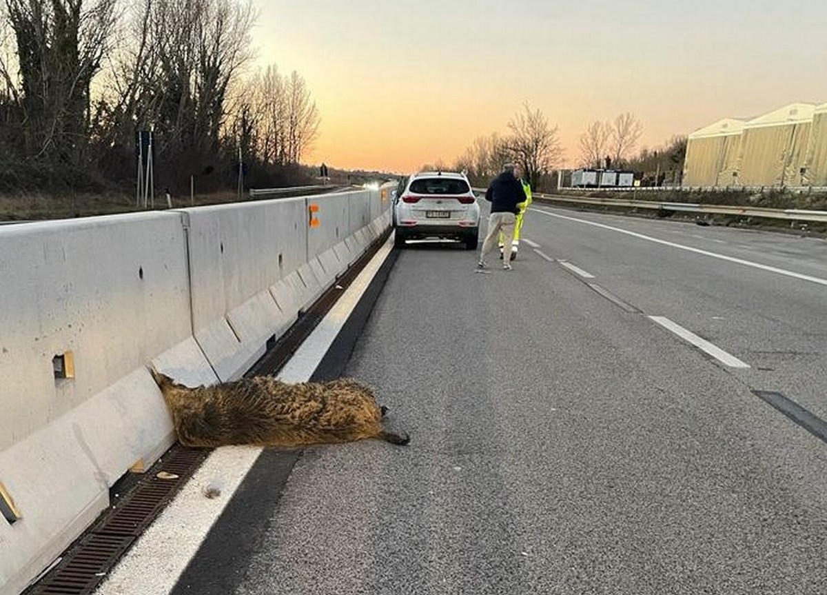 Terni: investe e uccide cinghiale in E45. Gravi danni per l’auto