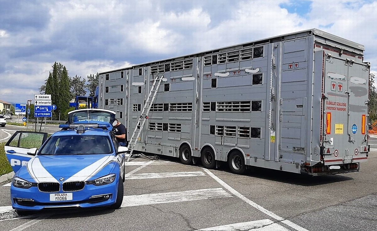 20 Pezzi Adesivi Per Animali Vivi Con Freccia, Adesivi Per - Foto 12