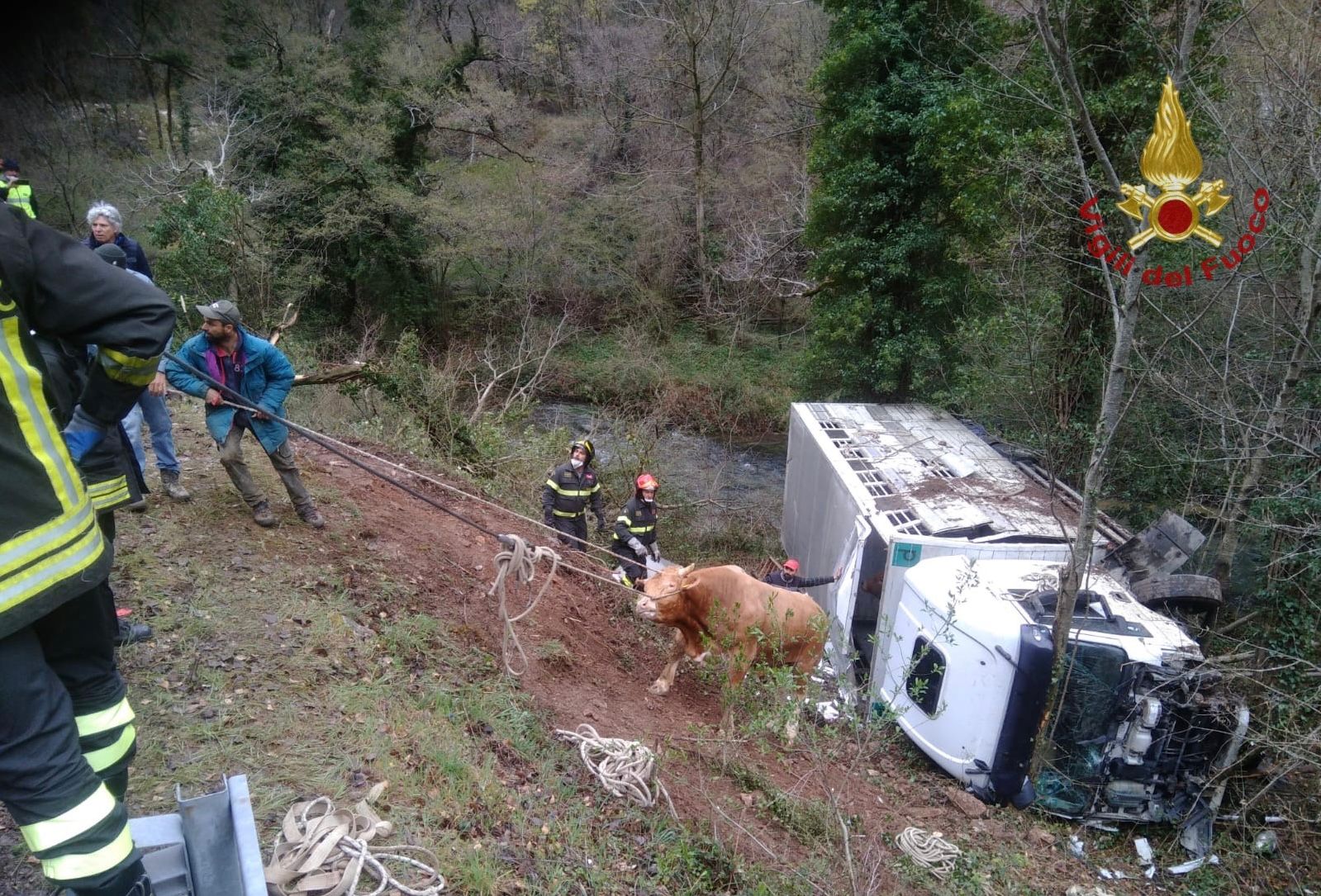 Valnerina: camion che trasporta vitelli finisce nella scarpata. Ferito il conducente, animali salvi