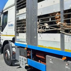 Trasporto animali: la Stradale di Terni controlla e sanziona