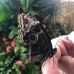 A Terni farfalle da tutto il mondo in un museo itinerante