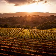 ‘Umbria in anteprima’ promuove il vino sui mercati internazionali