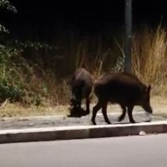 Cinghiali indisturbati a due passi dalle case di Olmo – Video