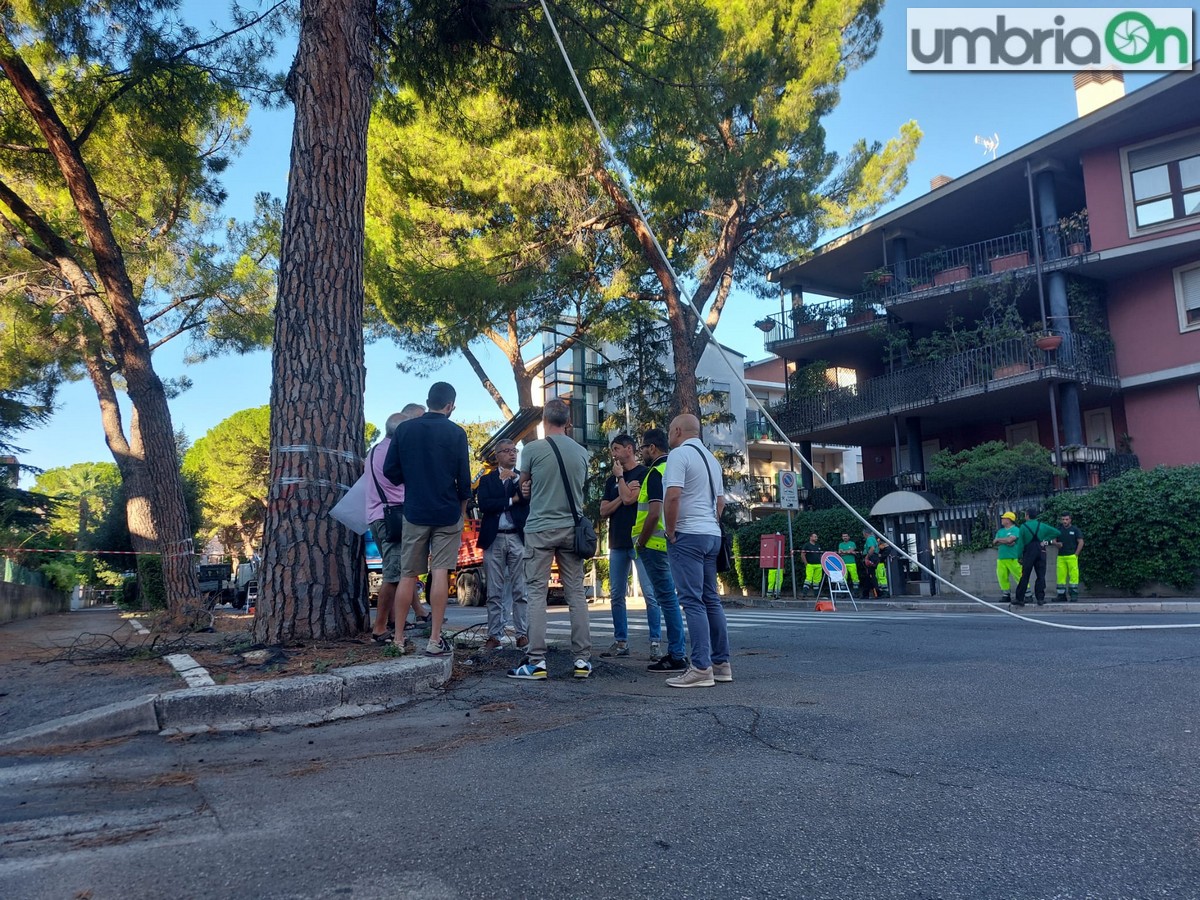 Terni, via Borsi cambia volto: giù i pini. L’inizio dell’abbattimento e la protesta – Video