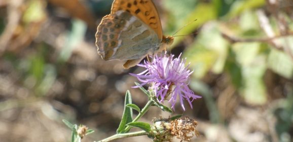 Terni, la ‘Casa delle farfalle’ riapre le porte: visita immersiva tra 150 esemplari