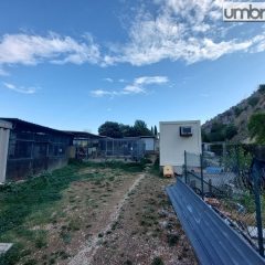 Terni, adeguamento canile/rifugio Monte Argento da 1 milione: progetto alla Ea Group
