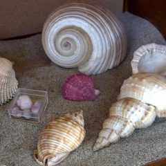 Città di Castello: in mostra la più grande collezione di conchiglie d’Europa